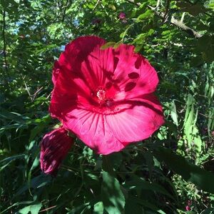 Meet your Posher, Jessie